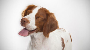 Brittany Spaniel Wallpapers
