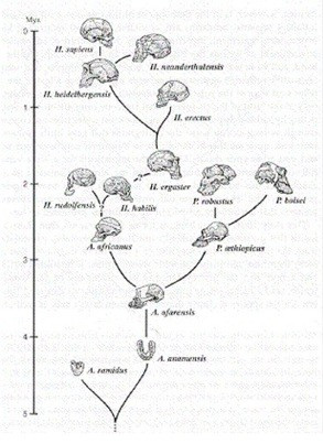 Human Evolution Family Tree
