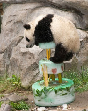 Funny Birthday Panda Pictures Panda birthday cake funny meme