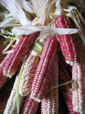 seneca corns