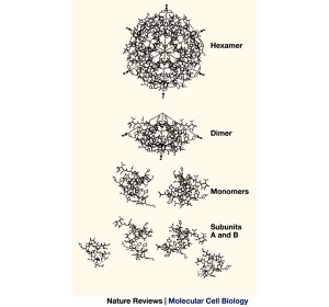 Related Pictures dorothy hodgkin quotes