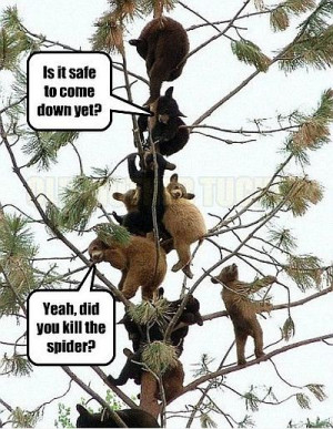 Funny Pictures Is It Safe To Come Down Yet?