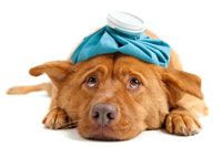 ... - http://www.doghealth.com/how-to/how-to-tell-if-your-dog-is-sick
