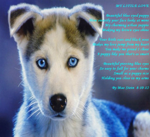 Cute Husky Puppy Quotes