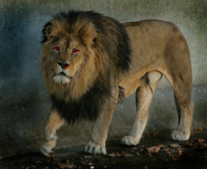 Strong Lion The strong lion by szisziimado