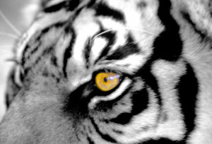 CONFIDENCE Quotations