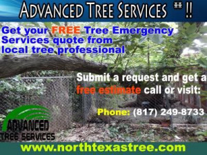 free Tree Emergency Services quote