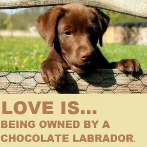 Love my chocolate lab puppy! :)