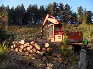 FORESTRY LOGGING TREES CUT TO YOUR SPECS