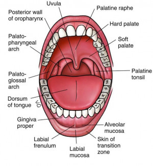 oral cavity diagram