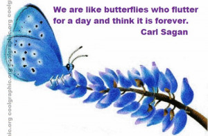 Butterfly Quotes Comments, Graphics