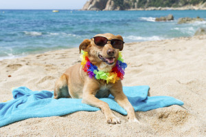 relaxing-dog-at-the-beach