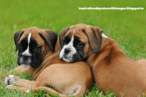 Boxer dogs