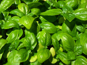 basil genovese organic ocimum basilicum an italian strain widely ...