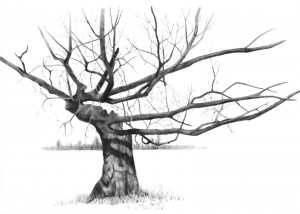 This beautiful tree stands proudly on the grounds of Saddleridge ...