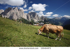 Cow Grazing Mountain Pastures Cows Pasture