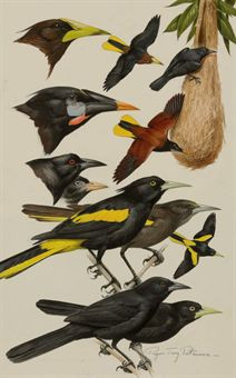 roger_tory_peterson_oropendolas_d5352817h.jpg (212×340)