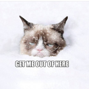Snow-NO - Grumpy Cat Picture
