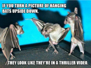 If-you-turn-a-picture-of-hanging-bats-upside-down-resizecrop--.png