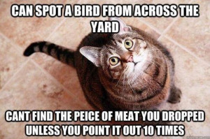 funny cat pic of the day Funny Cat Pic of the Day