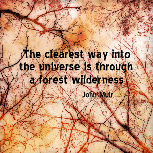 Nature Art Muir Quote Print by Ann Powell