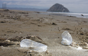small blue sea creatures called velella velella have washed up on