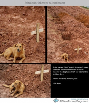 dogs : tears and smiles...