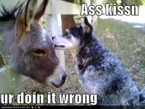 funny donkey pics funny donkey jokes donkey funny funny donkey quotes ...