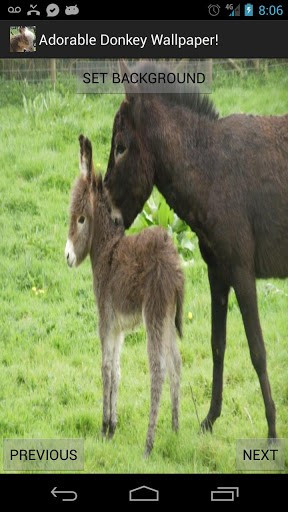 Funny Mama Cute Baby Donkey