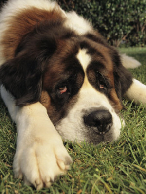 Portrait of a Sad-Eyed Saint Bernard Dog
