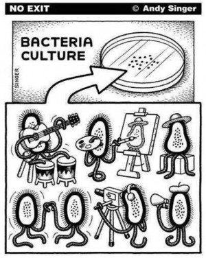 Bacteria culture :-P