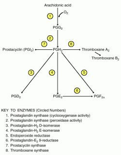 Cox Prostaglandin Pathway