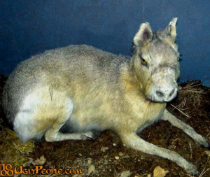 Ugly Animal Funny Eyed Chinese