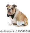 Related Pictures dressed up dogs funny birthday greeting card