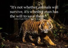 ... animals will survive, but whether man has the will to save them. More