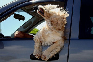 Dogs in Car Windows9