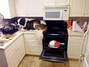 saint bernard dog on kitchen counter with turkey in oven