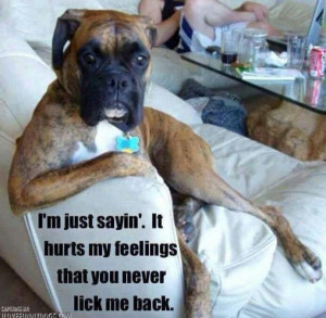 Go Back > Gallery For > Cute Boxer Dog Sayings