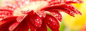 Facebook Covers Category Flowers - page 1