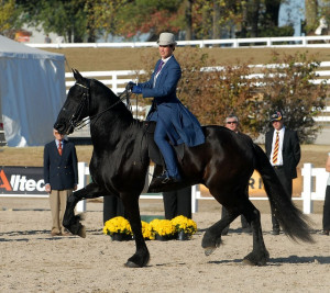 beautiful Friesian under Saddleseat. Demonstration at the Equine ...