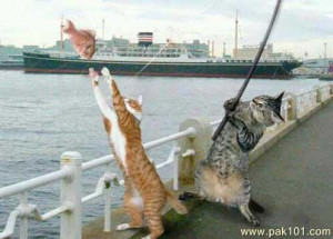 funny cat fishing