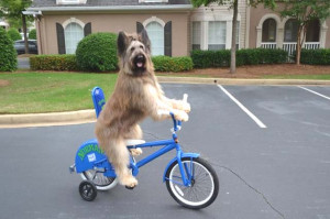 Dog scooter riding on road