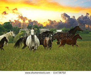 Herd Of Horses Stock Photos, Illustrations, and Vector Art