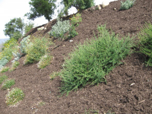 Erosion Control Seeds Credited