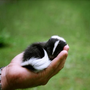 Baby skunks don't get enough aaaawws - Imgur