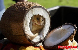 Funny Pictures of Cute Hamsters
