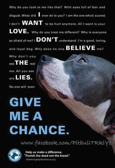... , Dogs, Animal Advocacy, Chances, Pitbull, Pit Bull, True Stories