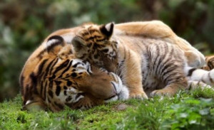 animals, baby, cute, father and son, love, mama, tiger, wild