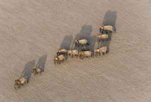 Elephant herd picture