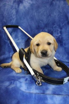 Guide Dog Puppy / Growing Up Fisher